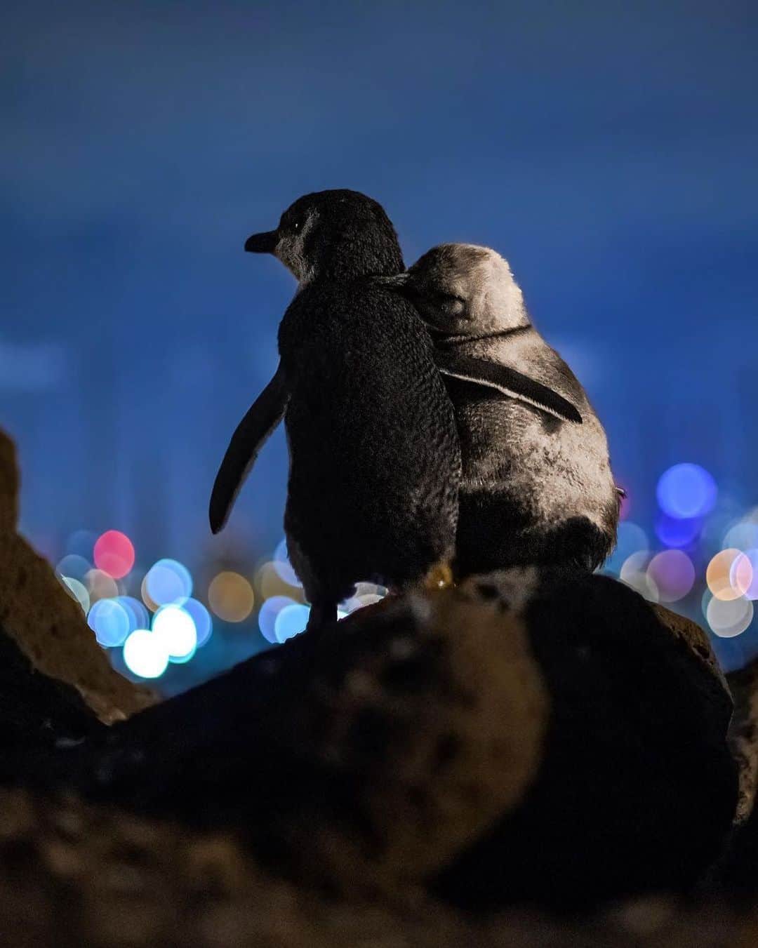 BEAUTIFUL DESTINATIONSさんのインスタグラム写真 - (BEAUTIFUL DESTINATIONSInstagram)「You've got a friend in me! ❤️ To give the gift of warmth this season, we're sharing this touching moment brought to you by St. Kilda's little penguins. 🎄  Earthcare St. Kilda is a non-profit organization that mainly conducts research and helps protect the penguin colony in the area. Visitors are reminded to be mindful—flash photography, along with feeding or handling the penguins, are not allowed, among other protocols. 🐧   Who would you love to give a nice, warm hug to, especially in this time of social distancing? Tag them all below! 🤗  📸 @tobiasvisuals 📍 St. Kilda, Victoria, Australia」12月24日 18時02分 - beautifuldestinations