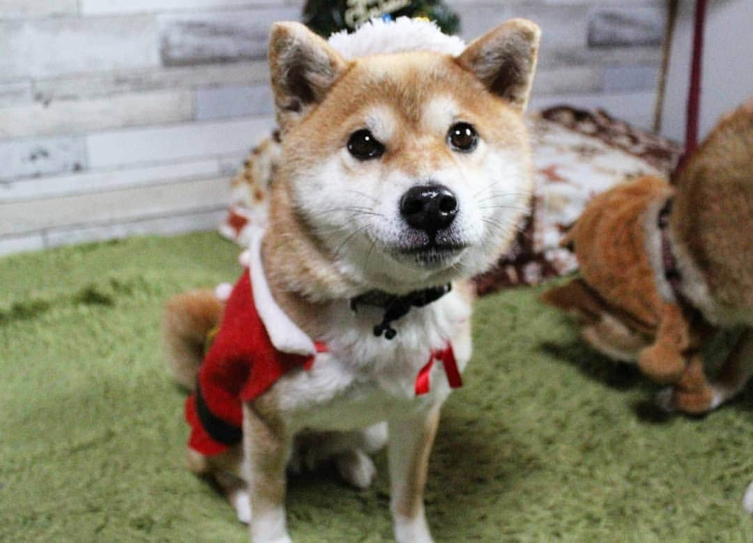 柴犬たま Shibainu Tamaさんのインスタグラム写真 - (柴犬たま Shibainu TamaInstagram)「メリークリスマス🎅🎄✨🎉 〜ミケ＆コイ編〜  大小コンビ😂😂 コイちゃんのは人間用でやや大きいですが 一応トナカイです😅(笑)  Caption trans🇬🇧 Merry Christmas🎅✨🎄🎉 ~Meekeh and Koi ver.~ Two of the largest and smallest😂😂 Koi is wearing a human hat. This is a reindeer😅(lol)  #たま家族 #柴犬ミケ #ミケママ #柴犬コイ #Christmas #Xmas #クリスマス #クリスマスイブ #SantaClaus #サンタクロース #サンタ #トナカイ #ミケコレ #コイコレ #ふわもこ #かなりひし形 #柴犬 #shiba #shibainu #shibastagram #犬 #dog #多頭飼い」12月24日 18時05分 - tama7653