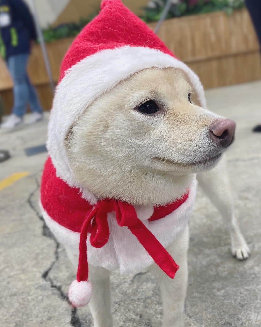 【公式】福岡ECO動物海洋専門学校のインスタグラム：「🎁Merry Xmas🎄  福岡ECOの2大マスコット？！ キクオサンタ🐕とパンダサンタ🐼 がみんなに幸せをお届け🎅✨  #福岡eco #福岡eco動物海洋専門学校 #クリスマスプレゼント #サンタクロース #豆柴 #パンダ #メリークリスマス #豆柴のいる暮らし #しばすたぐらむ」