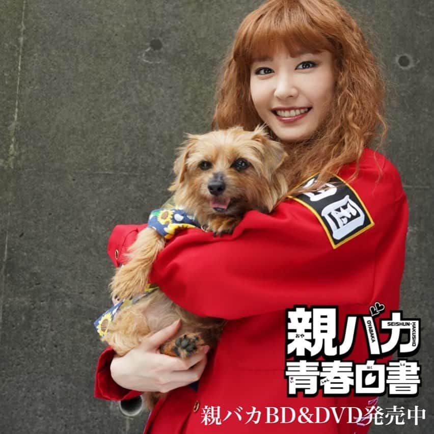 【公式】親バカ青春白書のインスタグラム：「ヤンキーとワンコはテッパン。 メリークリスマス🎁 #新垣結衣 #ガッキー #幸子 #あられ  #親バカ青春白書 BD&DVD発売中📀 メイキング約3時間の豪華特典✨」