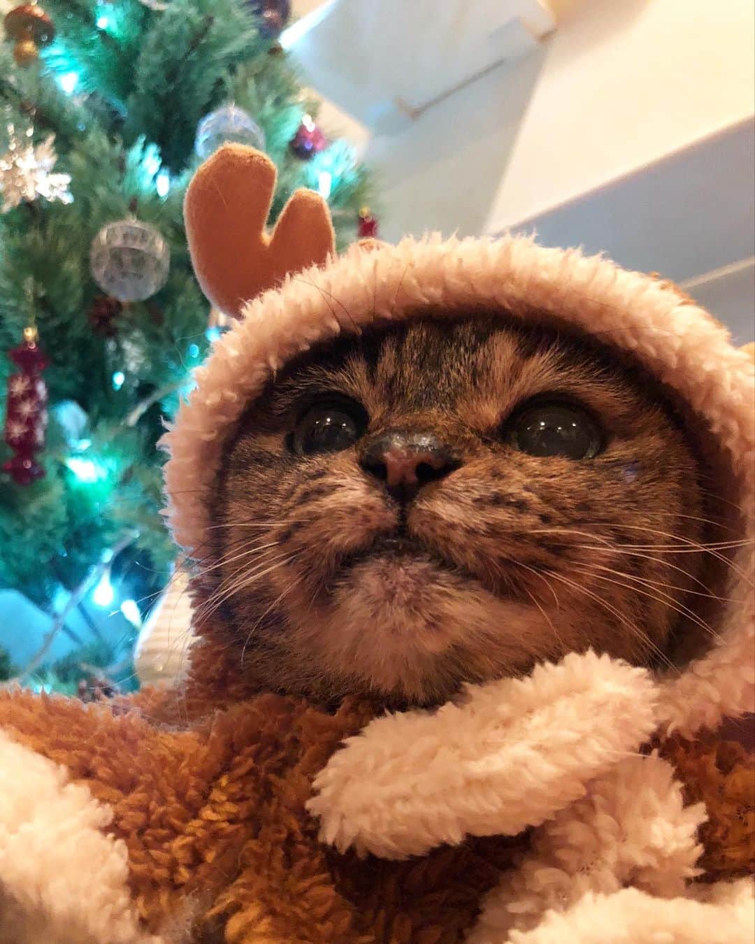 maimocotoのインスタグラム：「🎄Merry christmas🍷 #20歳のモコ と20回目のクリスマス✨ チコは去年の今頃はまだ寒いお外で暮らしていたから、温かいクリスマスは初めてだね❤︎「早く保護してあげられなかったから寒い思いさせてゴメンネ」って毎日思うんだけど、もし、子猫の時にうちに来ていたら妊娠している可能性はなかったからすぐに里子に出していただろうなぁって思っています。タイミングだね！チコがうちの子になってくれて、本当によかった2020年です❤︎ ＊ ＊ 『3枚目の写真、ひどいとおもうの、あたち😾』 ＊ ＊ #コトとチコ　には毎日笑わせてもらってます #モコはただただ可愛い赤ちゃん #歳の差姉妹 #20歳7歳1歳 #猫とクリスマス」