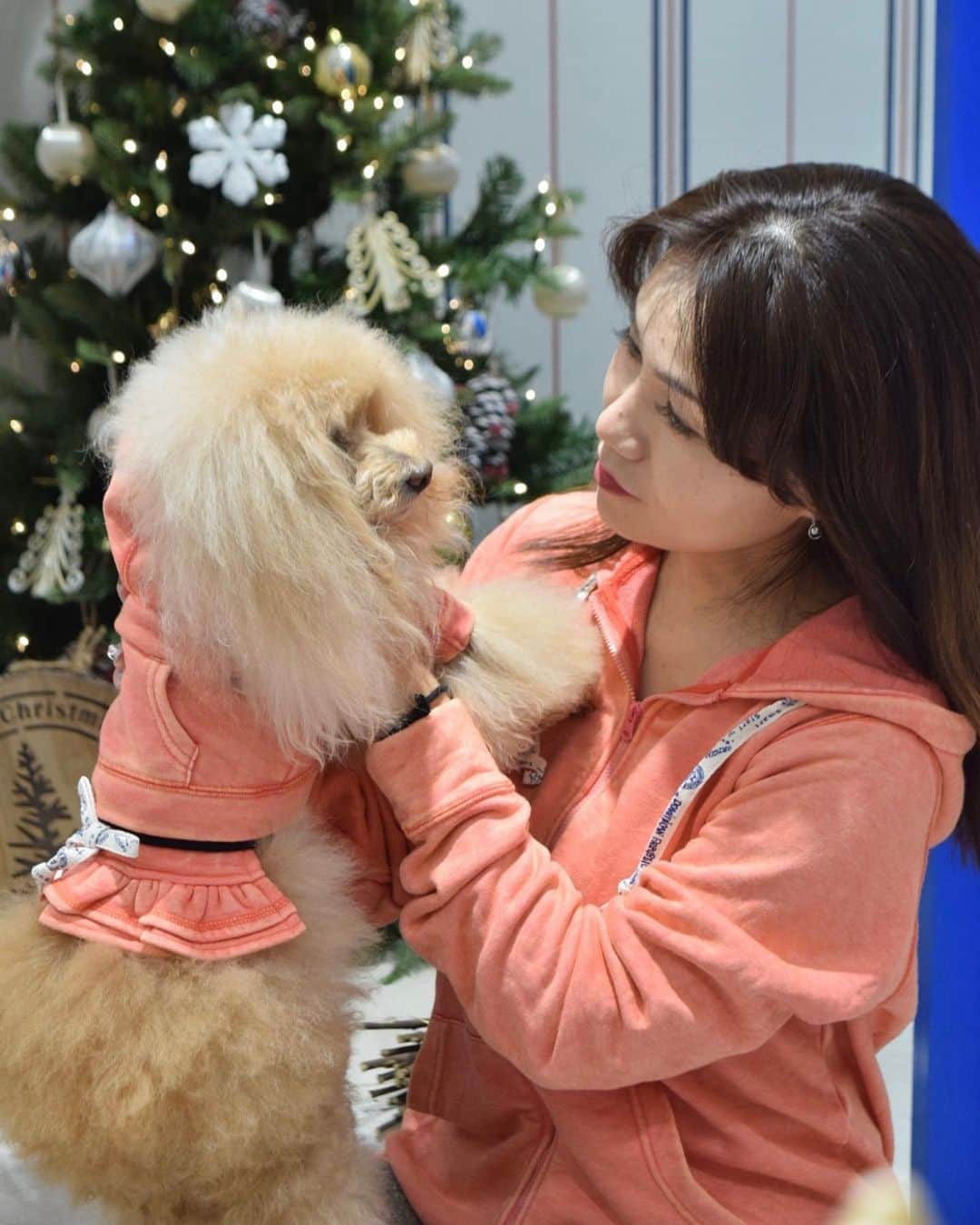 Toypoodle Mikuru?Asakusa Tokyoのインスタグラム：「20201224 Saturday. 🎄 christmasはお家で🏠 マロニエゲート銀座店 @marronniergate_official のSNSでご紹介頂きました。 初みきゅるんと私一緒の初お仕事？なのか？🤯  いつも、みくるを撮影する時 ☑️おメメ開けなさい❗️ ☑️笑え❗️みくる‼️ ☑️どーして振り向けないの❓ とか、色々みくるに対してダメ出しばかりしてましたが、、、 謝ります。  ごめん。 本当ごめん。みきゅるん🥲 笑えないよね。うん。 目線とか難しいよね？🥺  いざ、人様に撮って頂くと私ではできません😣 みくるより私のダメダメでした🥲  でも、良い記念になりました💓 asスタッフの皆様 @asknowasdewan_marronniergate  ライター様 ありがとうございました🙏🏻  素敵なイブをお過ごし下さい🥰  #asknowasdewan  #asknowasdewan公式アンバサダー  #asknowasdewanマロニエゲート銀座  #第17期ppモデル  #お揃いコーデ」