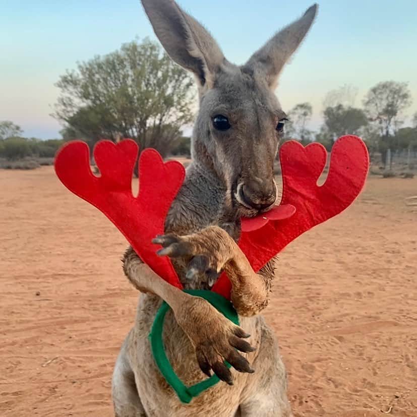 Australiaさんのインスタグラム写真 - (AustraliaInstagram)「Santa’s elves look a little different in Australia, don’t you think? 😍🎄 Here are some absolutely adorable images of our furry friends from across the country to get you into the festive spirit! With only one more sleep until the big day, we recruited some of our cutest mates to help spread some cheer and they've definitely done a good job. We hope these photos bring a smile to your face, 'tis the season to be jolly after all! 😜  📸 - 1. @thekangaroosanctuary 2. @australianreptilepark 3. @australiazoo 4. @lonepinekoala 5. @clelandwildlifepark   #seeaustralia #happyholidays #holidayherethisyear #wildlife #christmas」12月24日 18時17分 - australia