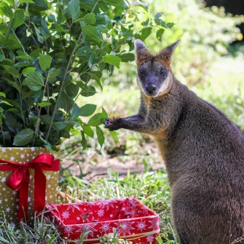 Australiaさんのインスタグラム写真 - (AustraliaInstagram)「Santa’s elves look a little different in Australia, don’t you think? 😍🎄 Here are some absolutely adorable images of our furry friends from across the country to get you into the festive spirit! With only one more sleep until the big day, we recruited some of our cutest mates to help spread some cheer and they've definitely done a good job. We hope these photos bring a smile to your face, 'tis the season to be jolly after all! 😜  📸 - 1. @thekangaroosanctuary 2. @australianreptilepark 3. @australiazoo 4. @lonepinekoala 5. @clelandwildlifepark   #seeaustralia #happyholidays #holidayherethisyear #wildlife #christmas」12月24日 18時17分 - australia