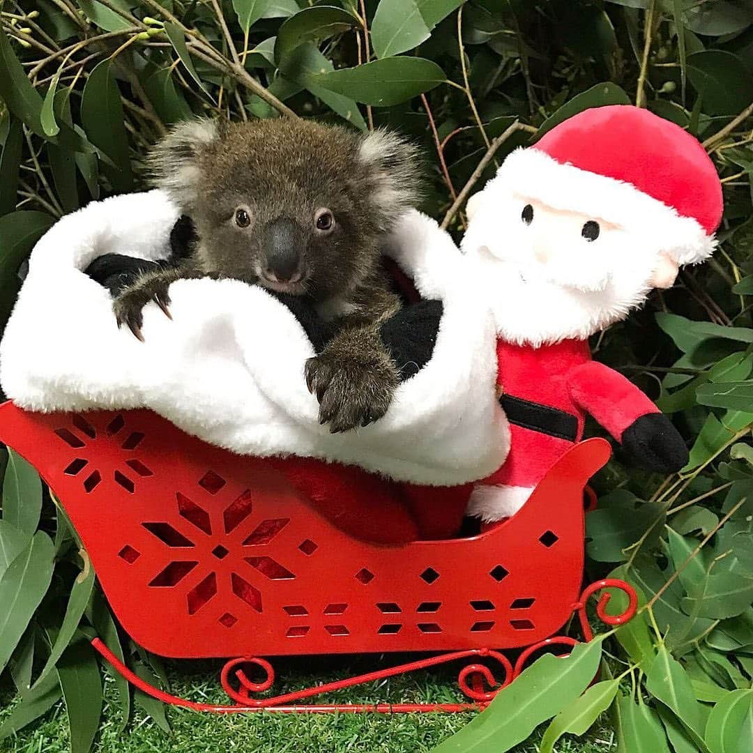 Australiaさんのインスタグラム写真 - (AustraliaInstagram)「Santa’s elves look a little different in Australia, don’t you think? 😍🎄 Here are some absolutely adorable images of our furry friends from across the country to get you into the festive spirit! With only one more sleep until the big day, we recruited some of our cutest mates to help spread some cheer and they've definitely done a good job. We hope these photos bring a smile to your face, 'tis the season to be jolly after all! 😜  📸 - 1. @thekangaroosanctuary 2. @australianreptilepark 3. @australiazoo 4. @lonepinekoala 5. @clelandwildlifepark   #seeaustralia #happyholidays #holidayherethisyear #wildlife #christmas」12月24日 18時17分 - australia