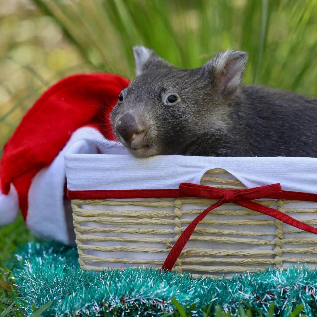 Australiaさんのインスタグラム写真 - (AustraliaInstagram)「Santa’s elves look a little different in Australia, don’t you think? 😍🎄 Here are some absolutely adorable images of our furry friends from across the country to get you into the festive spirit! With only one more sleep until the big day, we recruited some of our cutest mates to help spread some cheer and they've definitely done a good job. We hope these photos bring a smile to your face, 'tis the season to be jolly after all! 😜  📸 - 1. @thekangaroosanctuary 2. @australianreptilepark 3. @australiazoo 4. @lonepinekoala 5. @clelandwildlifepark   #seeaustralia #happyholidays #holidayherethisyear #wildlife #christmas」12月24日 18時17分 - australia