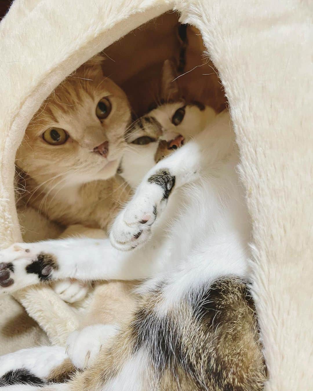 もじゃころのインスタグラム：「えらいはみ出て寝てるなぁと思ったら…  尊すぎるんだけど😭💕  どこまでも仲良しなふたり☺️☺️☺️  #ガブモカ  #ガブリエル  #ルアクコピッピモカ丸」