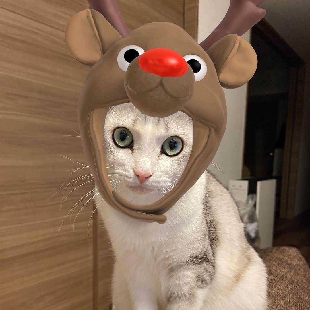 のインスタグラム：「クリスマスいろんなコスプレしてみたよ🥳🎄 どれが似合うかな〜🥰  Which one do you like? .  #猫 #ねこ #にゃんこ #美猫 #ねこ部 #ふわもこ部 #ねこすたぐらむ #ペコねこ部 #猫好きさんと繋がりたい #にゃんすたぐらむ #cat #neko #instacat #catstagram #instagramcats  #catsconnect #meowbox #picneko #bestmeow #catsofinstagram #meowed #rakutenpet」