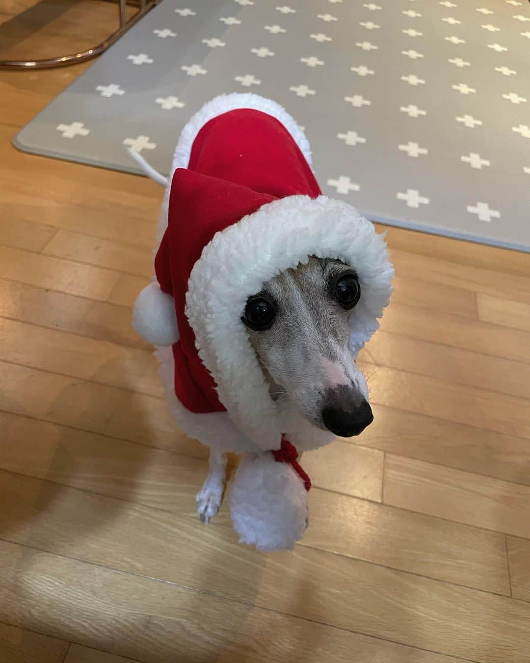 チョ・グォン さんのインスタグラム写真 - (チョ・グォン Instagram)「Merry Christmas 2020 🎄🙏🏻」12月24日 18時26分 - kwon_jo