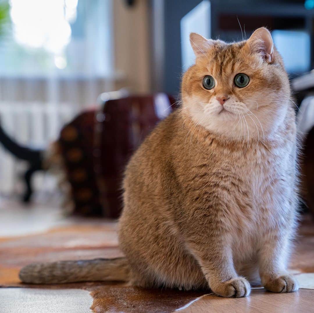 Британская шиншилла Хосико котята