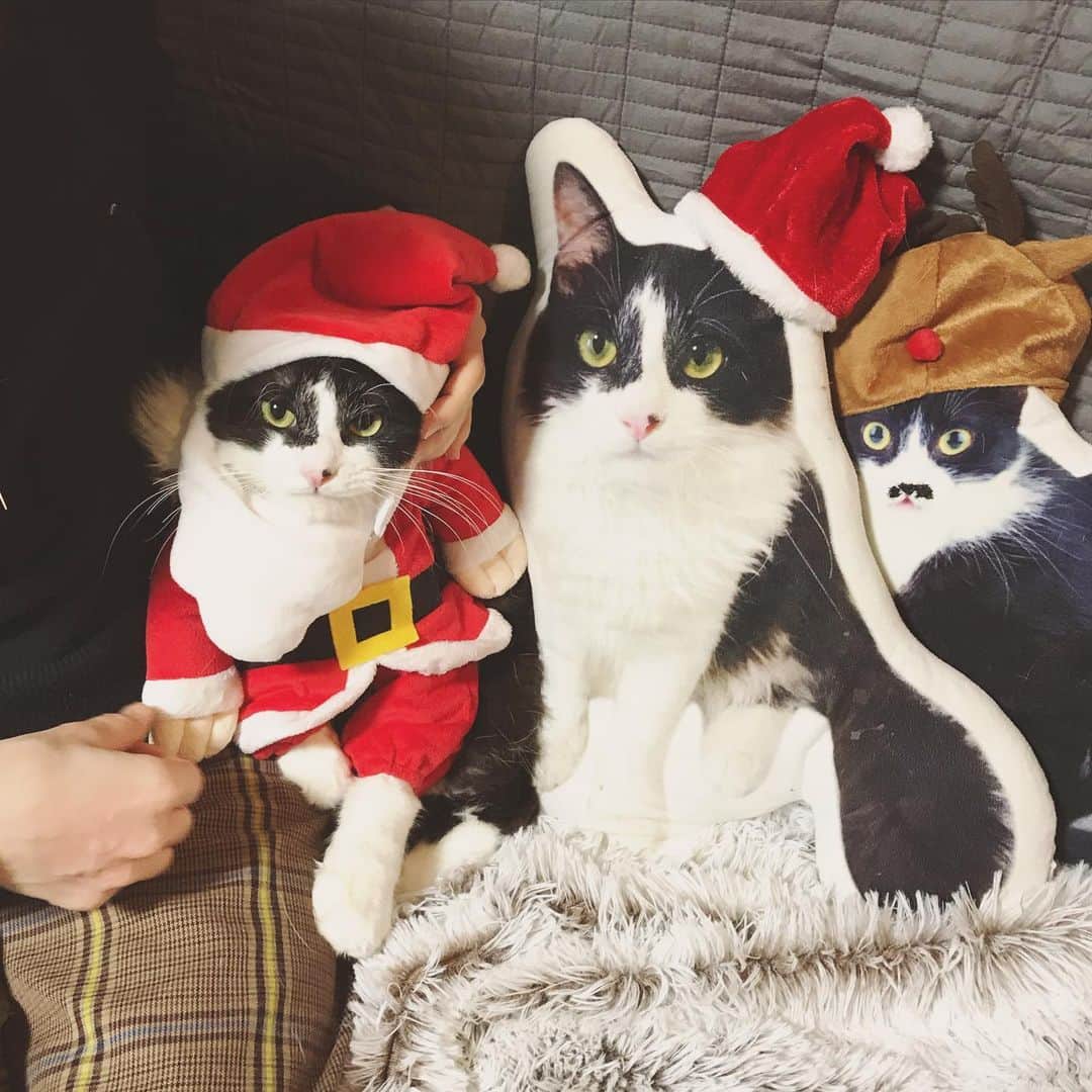 もじゃころのインスタグラム：「ばんどぅサンタ🎅🏻🐶  #坂東玉隠しシャシャ丸　 #santaclaus  #サンタクロース #🎅🏻」