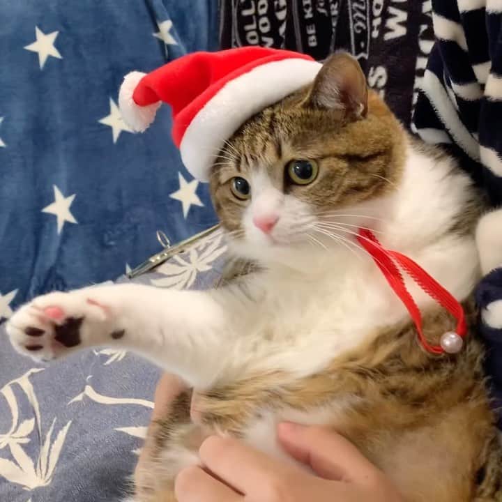 すずめくんのインスタグラム：「☃️❄🎅🏼🎄🍗  メリークリスマスにゃん🐱🎄  ご馳走食べて、今日は早くおねんねしようニャン🎄🎁  明日の朝が楽しみにゃりね🎁🎅  MerryX'mas☃️❄🎅🏼🎄🍗 Have a nice Christmas💖  #メリークリスマス  #クリスマスイブ」