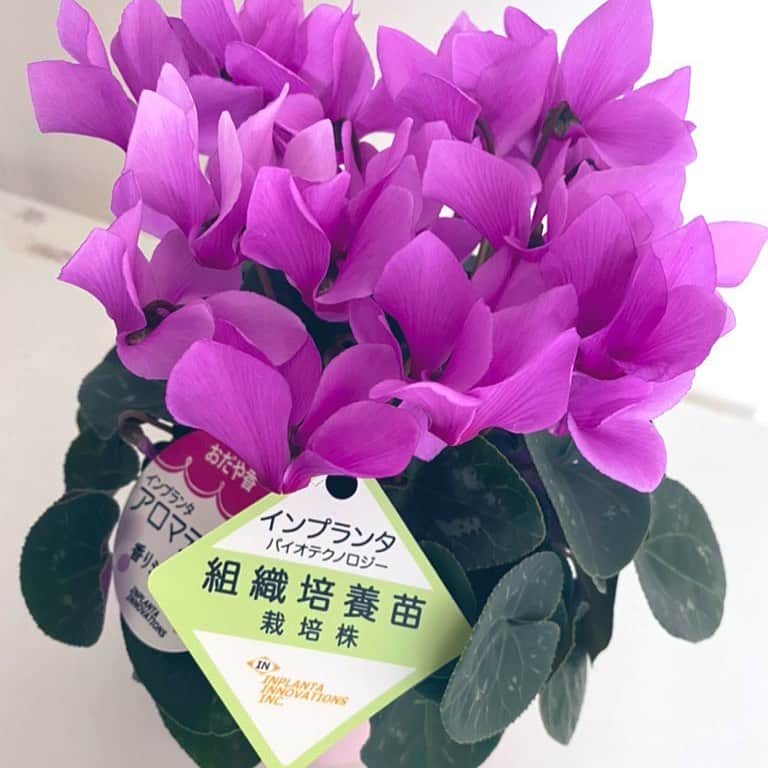 東京バイオテクノロジー専門学校さんのインスタグラム写真 - (東京バイオテクノロジー専門学校Instagram)「メリークリスマス🎅🎄  卒業生から素敵なお花が届きました✨  組織培養で作られた 香りシクラメンです♪  素敵なクリスマスプレゼントを ありがとうございました😊  詳しくはブログで  https://www.bio.ac.jp/archives/20734  #植物　#バイオテクノロジー #組織培養 #培養　#シクラメン #卒業生　#活躍中 #組織培養苗 #植物バイオ　 #クリスマス　#プレゼント　#東京バイオ　#東京バイオテクノロジー専門学校 #実験　#実験が好き  ✴︎✴︎✴︎✴︎✴︎✴︎✴︎✴︎✴︎✴︎✴︎✴︎✴︎✴︎✴︎✴︎✴︎✴︎ ▶︎資料請求やオープンキャンパス情報、入試情報バイオHPから @tokyobio」12月24日 18時51分 - tokyobio