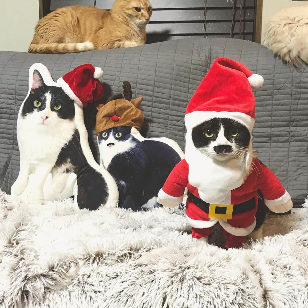 もじゃころのインスタグラム：「先日拾った赤ちゃんサンタです🎅🏻 どこからもお迎えが来ないのでそのままうちにいてもらうことにしました🎄 はちゃめちゃにかわいいです☺️☺️☺️❤️  #チョッチュ具志コロペッペ  #santaclaus  #サンタクロース #🎅🏻 #merryxmas」