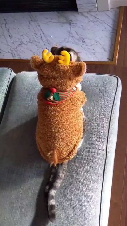 スノーのインスタグラム：「Santa's reindeer Snow is ready for #christmas. Leave a comment of your wish here and we will randomly choose one follower to make his/her wish come true ♥️ • #meowed #catsofinstagram #cats_of_instagram #catstagram #catofinstagram #instagood #cat #cats #kucing #gato #chat #catloversclub #catlover #9gag #weeklyfluff #kedi #katze #kawaii #neko #instagramjapan #고양이 #кот #แมว #猫 #ふわもこ部」