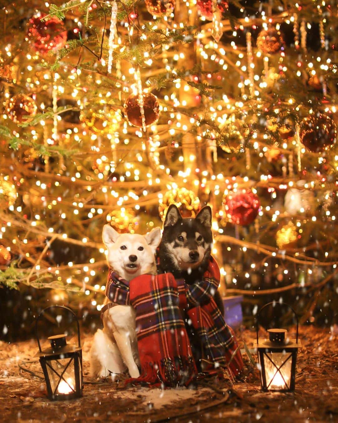 柴犬 けんしろう ゆりあのインスタグラム：「Merry Christmas✨🎄  やさしい光がしっぽのはえた子たちを あたたかく包んでくれますように✨ たくさんの🐶🐱が素敵な家族に 迎えられますように🏠❤️✨ . . 仕事終わったー！ さぁ、にぴきの待つ家に帰ろう🐶🏠🐶 今夜のお散歩はイルミネーションコースだな☺️✨ . . #元保護犬 #保護犬を家族に  . . Location:Nagano (けんゆりおもひで冬photo⛄️より)」