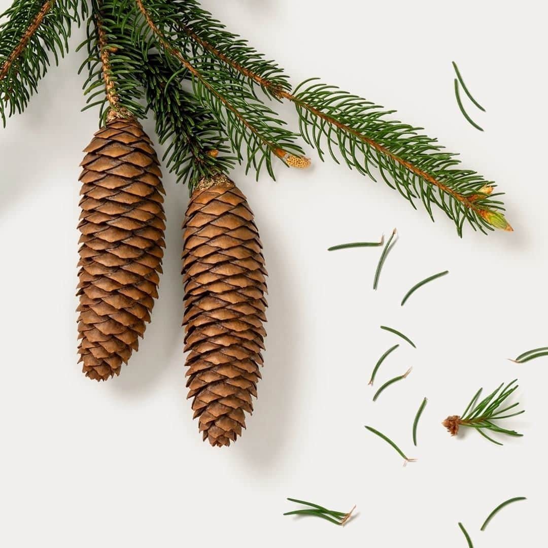 Dr. Hauschka Japan ドクターハウシュカのインスタグラム：「MERRY CHRITSMTS　EVE 🎄⁠ ⁠ Dr.ハウシュカよりお届けします。⁠ ⁠ 皆様が素敵なクリスマスイブを⁠ 過ごしていただけますように🎅⁠」