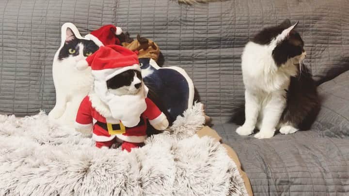 もじゃころのインスタグラム：「赤ちゃんサンタと〜ばんどぅが〜出会った〜🎄  動画なのにペッペ微動だにしない😂😂😂 ばんどぅに手を出されても動じない😂😂😂 完全にぬいぐるみと化している🤣🤣🤣  #チョッチュ具志コロペッペ  #坂東玉隠しシャシャ丸  #バングシー　 #santaclaus  #サンタクロース #🎅🏻 #merryxmas」