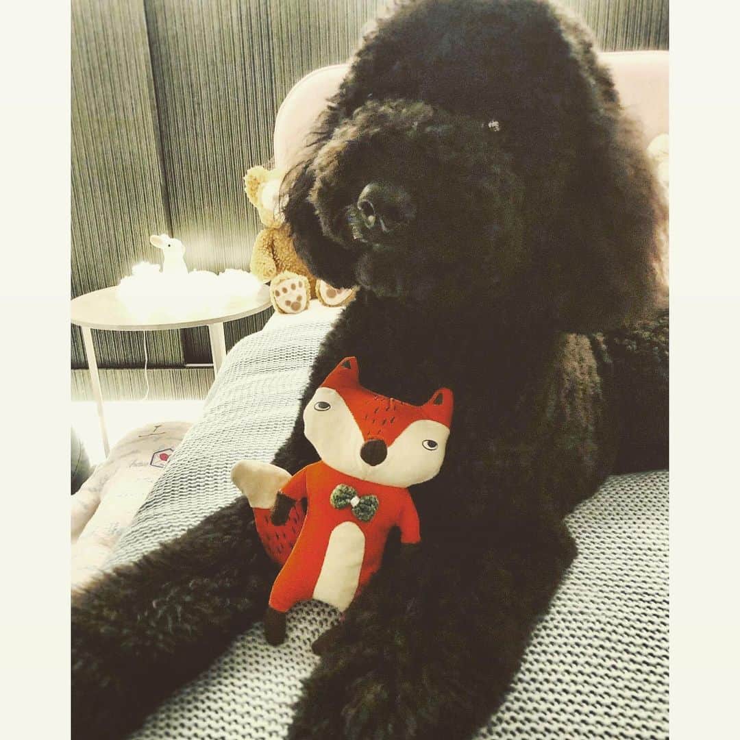 曹格格さんのインスタグラム写真 - (曹格格Instagram)「BoBo got her Christmas presents ‼️‼️‼️ thank you @tailsandme @bobo.lingling」12月24日 19時03分 - supergarychaw