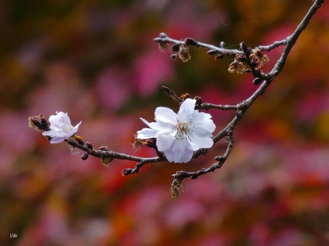 花の写真館のインスタグラム：「Photo by Vo Dinh Hung.⠀ .⠀ Original Post[投稿いただいたURL]⠀ https://www.facebook.com/photo.php?fbid=2460059747636984⠀ .⠀ 本アカウントは、 #私の花の写真 をつけてInstagramに投稿された皆さまの花の写真や、「花の写真館」Facebookページで投稿された花の写真を紹介します。⠀ 「花の写真館」Facebookページは、「 @floral.photograph 」のプロフィールにあるURLからご覧ください。⠀ .⠀ ※各自、政府、自治体など公的機関の指示に従った行動をお願いします。⠀⠀ 東京カメラ部および分室では、写真を「見る楽しみ」を提供することを通して、微力ながら皆様にわずかな時間でも癒しをお届けしたいと思っております。⠀ ※本アカウントは東京カメラ部がFacebook、Instagramのサービスを利用して運営しているもので、Facebook社・Instagramとは一切関係ありません。⠀ .⠀ #花の写真館 #floralphotograph #floralphoto #flower #flowers⠀ Follow: @floral.photograph」