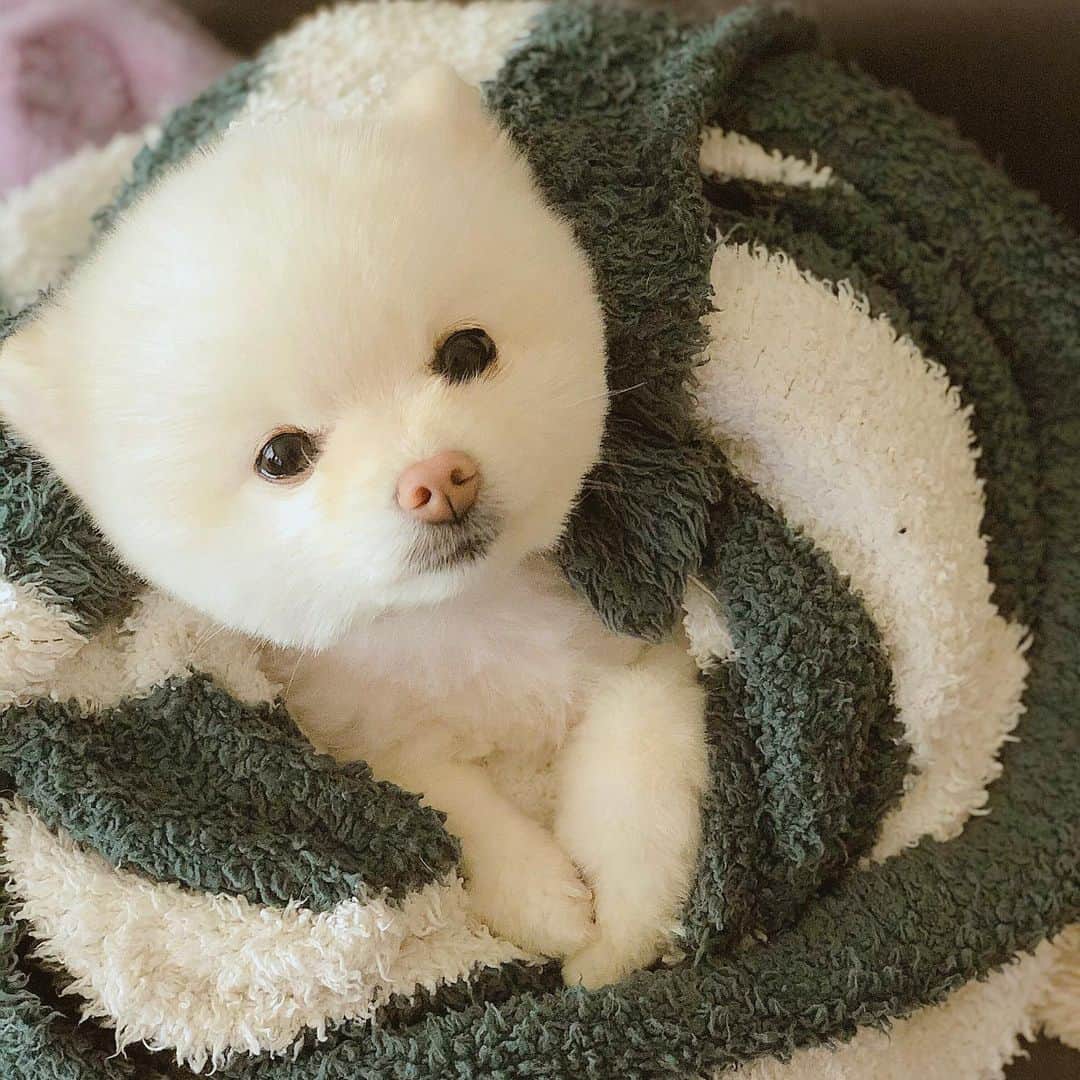 今吉めぐみさんのインスタグラム写真 - (今吉めぐみInstagram)「#dogstagram  ﻿ ﻿ うちのピーさん(ポメラニアン♀)﻿ カットしたら﻿ お顔がまんまるで雪だるまになった⛄️w﻿ ﻿ ﻿ 手足長めのうちのピーさん、﻿ 人間だったら﻿ 菜々緒さんくらいのスタイルの良さだろなw﻿ ﻿ ﻿ ﻿ #pomeranian #いっぬすたぐらむ #いっぬ#ポメラニアン#犬のいる暮らし #おうちクリスマス#めりくり」12月24日 19時28分 - megu813