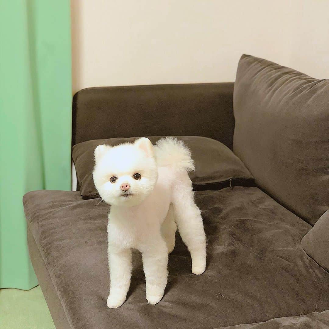 今吉めぐみさんのインスタグラム写真 - (今吉めぐみInstagram)「#dogstagram  ﻿ ﻿ うちのピーさん(ポメラニアン♀)﻿ カットしたら﻿ お顔がまんまるで雪だるまになった⛄️w﻿ ﻿ ﻿ 手足長めのうちのピーさん、﻿ 人間だったら﻿ 菜々緒さんくらいのスタイルの良さだろなw﻿ ﻿ ﻿ ﻿ #pomeranian #いっぬすたぐらむ #いっぬ#ポメラニアン#犬のいる暮らし #おうちクリスマス#めりくり」12月24日 19時28分 - megu813
