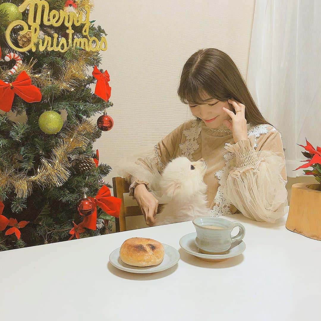 のインスタグラム：「#dogstagram  ﻿ ﻿ うちのピーさん(ポメラニアン♀)﻿ カットしたら﻿ お顔がまんまるで雪だるまになった⛄️w﻿ ﻿ ﻿ 手足長めのうちのピーさん、﻿ 人間だったら﻿ 菜々緒さんくらいのスタイルの良さだろなw﻿ ﻿ ﻿ ﻿ #pomeranian #いっぬすたぐらむ #いっぬ#ポメラニアン#犬のいる暮らし #おうちクリスマス#めりくり」