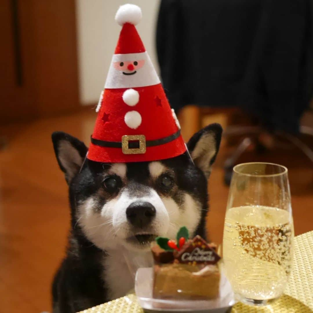 くろさんのインスタグラム写真 - (くろInstagram)「🍾🎅🎄 #merrychristmas🎄  #メリークリスマス🎄 #shibadog #shibainu #kuroshiba #blackshiba #instadog #dogstagram #shibastagram #柴犬 #黒柴 #和犬 #日本犬 #イッヌ #されるがまま犬 #コスプレ犬 #カメラ目線犬 #晩酌犬 #犬かわいいよ #犬かわいいぬ #犬かわいい #イッヌと一緒 #イッヌのいる生活 #イッヌのいる暮らし #わんこと一緒 #わんこのいる生活 #わんこのいる暮らし #黒柴と一緒 #黒柴のいる生活 #黒柴のいる暮らし」12月24日 19時35分 - m6bmw