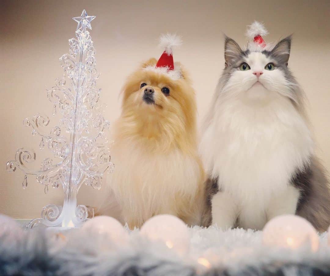 Hanaのインスタグラム：「Wサンタ #merrychristmas#メリークリスマス * #santa#santaclaus  * * ブログ更新しました♪ http://kedamakyoudai.blog.jp/ #NorwegianForestCat#Pomeranian#japan#catlover#doglover#dogs#cat#Kawaii#fluffy#pom#fluffydog#catsofinstagram#dogsofinstagram#fluffycat#ノルウェージャンフォレストキャット#ポメラニアン#pecoいぬ部#ペコねこ部#cute#cutecat#cutedog#funny#いぬのきもち#ねこのきもち#ライブドアインスタブロガー」