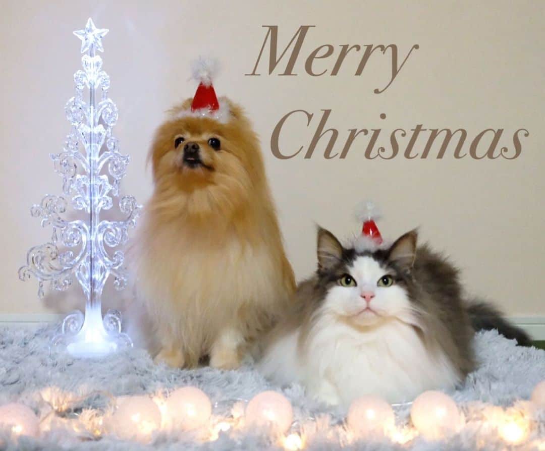 Hanaのインスタグラム：「#merrychristmas#メリークリスマス #メリクリ#クリスマスイブ  * #サンタクロース#santa#santaclaus  * * ブログ更新しました♪ http://kedamakyoudai.blog.jp/ #NorwegianForestCat#Pomeranian#japan#catlover#doglover#dogs#cat#Kawaii#fluffy#pom#fluffydog#catsofinstagram#dogsofinstagram#fluffycat#ノルウェージャンフォレストキャット#ポメラニアン#cute#cutecat#cutedog#funny#ライブドアインスタブロガー」