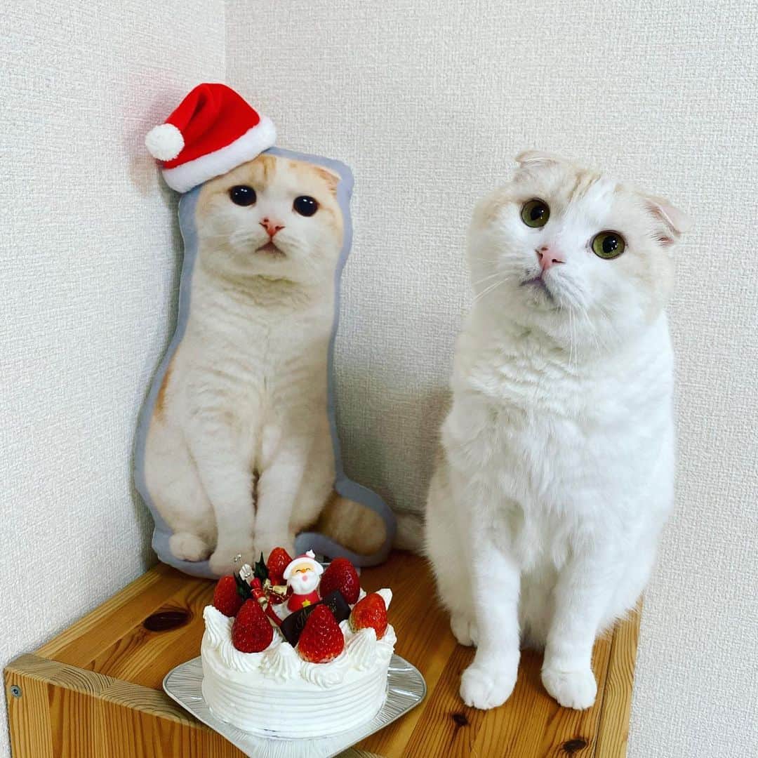 はなぼくろきなこさんのインスタグラム写真 - (はなぼくろきなこInstagram)「あれ？きなちょがふたり…😳 今年はきなちょの分身がサンタさん役🎅やってくれましたよ🥺🤎  クリスマスケーキ🎂食べました〜😆🎄✨ おいしかった〜！💗  #はなきな #猫部 #merrychristmas  #メリークリスマス #きなもなイベント  #にゃんこ  #スコティッシュフォールド #猫  #猫のいる暮らし #ねこすたぐらむ　#猫多頭飼い　#猫のいる生活」12月24日 19時46分 - hanabokurokinako