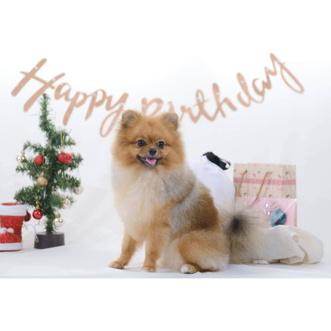 峯岸伽奈のインスタグラム：「. . . Happy Birthday Popo🎉 and Merry Christmas🎄  ぽぽちゃんが1歳になりました😍 @popo_the.pom  良いクリスマスをお過ごし下さい💗  #pomestagram #pomeranian  #orangepomeranian #pomeranianloverpost #sgdoglover　#sgdogstagram　#sgdoglife #ぽめすたぐらむ #ポメラニアン部  #ポメラニアン #ポメラニアン大好き　#いぬのいる暮らし #popothepom #fujifilm #fujifilm_xseries #xt4 #xf50140 #富士フィルムに恋してる #fujifilmsg」