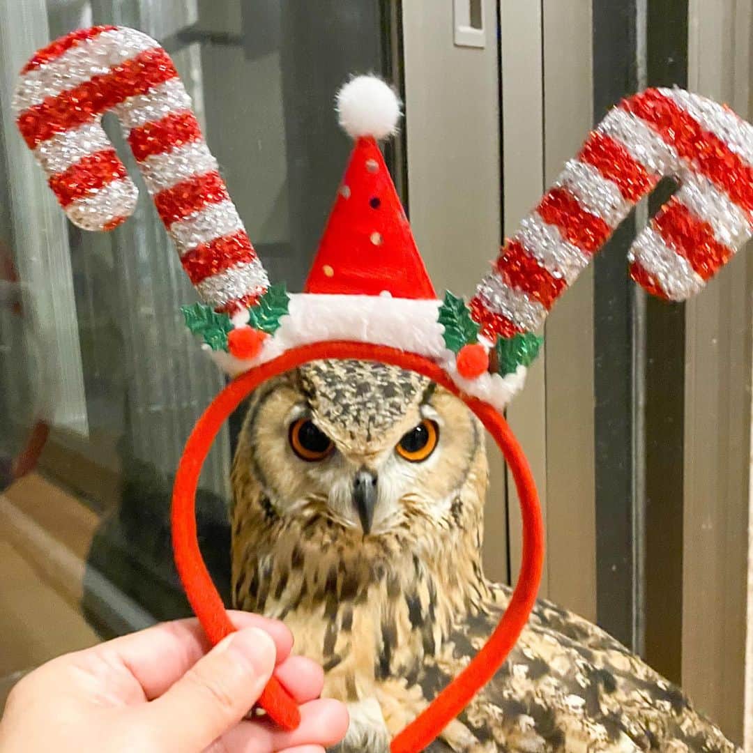 GEN3 Owlのインスタグラム：「🎄メリークリスマス🎄 皆さんに幸せが降り注ぎますように🦉🎁💝  Merry Christmas!  Good luck to you all!🎅  #owl #owlgaru」