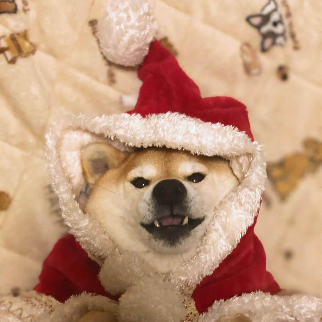 マロたんさんのインスタグラム写真 - (マロたんInstagram)「I hope for world peace. #メリークリスマス #happyholidays  #shiba #shibainu #weeklyfluff」12月24日 20時15分 - minapple