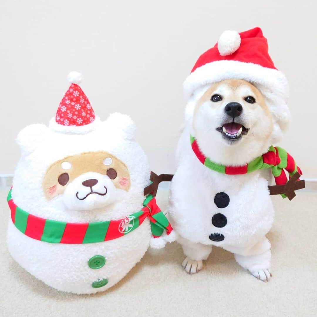 ちゃみさんのインスタグラム写真 - (ちゃみInstagram)「. Christmas Eve ⛄✨ チャミ雪だるま⛄再び登場！笑 今日はクリスマスイブ❣️ 我が家はこれから😋🎂✨ 皆さんも素敵なクリスマスをお過ごしください😊✨ . #柴犬#しばいぬ#犬#愛犬#いぬのいる暮らし#クリスマスイブ#クリスマス#雪だるま#癒し#shiba#shibainu#dog#christmaseve#snowman」12月24日 20時23分 - shiba_charmy