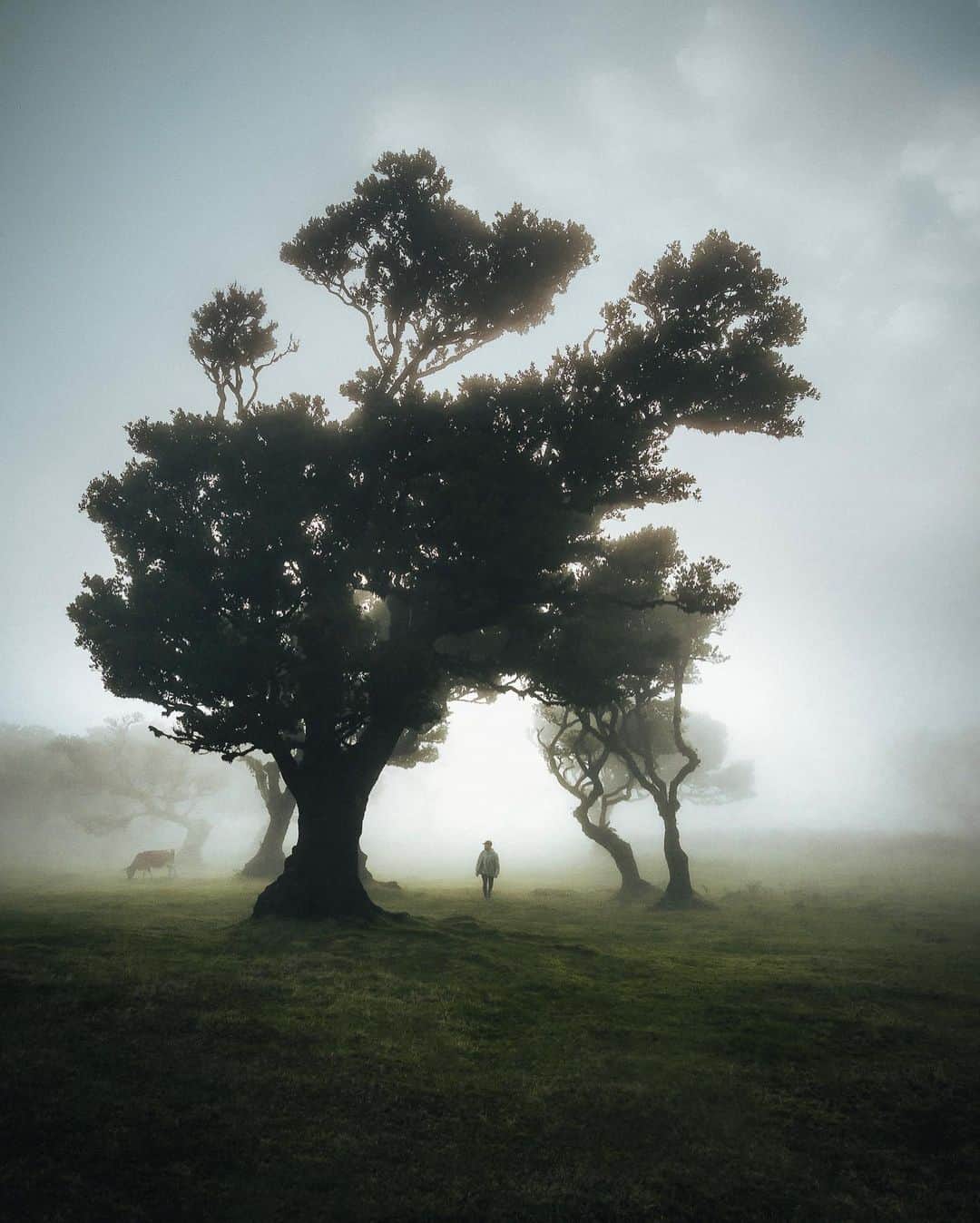 Canon Photographyさんのインスタグラム写真 - (Canon PhotographyInstagram)「@watchluke back with a set from one of my only trips this year to Madeira, Portugal. A country I’d had high hopes for, but one that far exceeded my expectations. From lunches on sunny beaches one minute to fog forests with epic cows the next it really is an island of unlimited photo opportunities.  Photography  @watchluke  Curated by @ianharper」12月24日 20時16分 - cpcollectives
