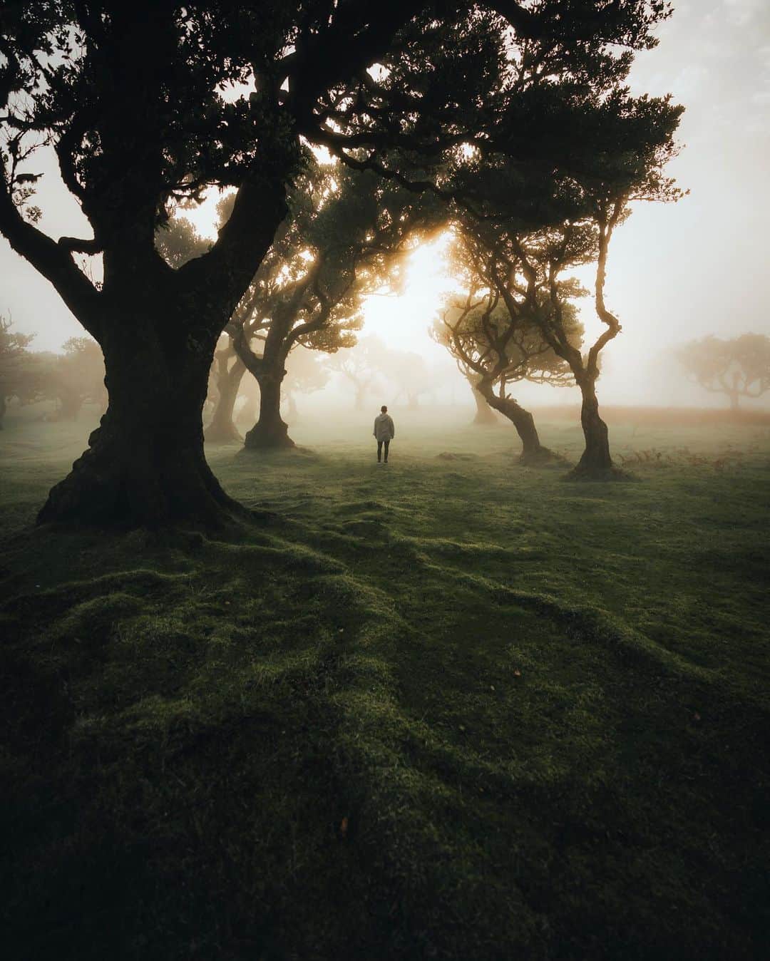 Canon Photographyさんのインスタグラム写真 - (Canon PhotographyInstagram)「@watchluke back with a set from one of my only trips this year to Madeira, Portugal. A country I’d had high hopes for, but one that far exceeded my expectations. From lunches on sunny beaches one minute to fog forests with epic cows the next it really is an island of unlimited photo opportunities.  Photography  @watchluke  Curated by @ianharper」12月24日 20時16分 - cpcollectives