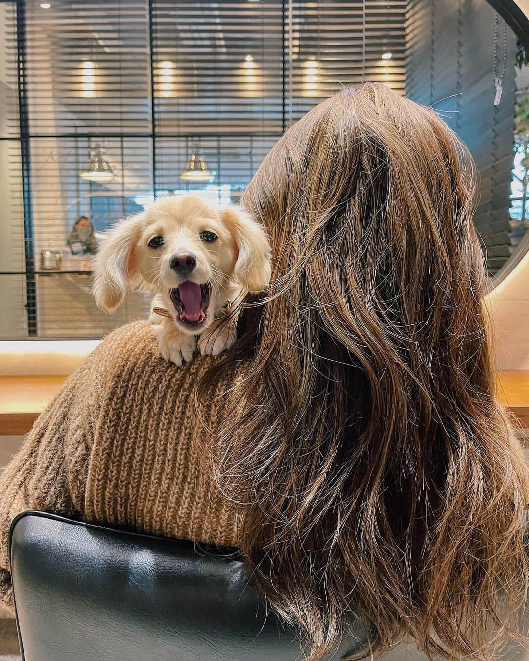 佐々木彩乃のインスタグラム：「いつもおまかせカラー！ 今回はハイライトも😽髪質改善トリートメントも3週間に1回ペースでやってもらってるおかげでかなり髪質が綺麗になってきました✌️3枚目のカラーが加工なしの色味と質感🥰柔らかく指通りが良い感じ！ 1枚目はソイが可愛いすぎて😹 一緒に @havana.hair へ🥰」