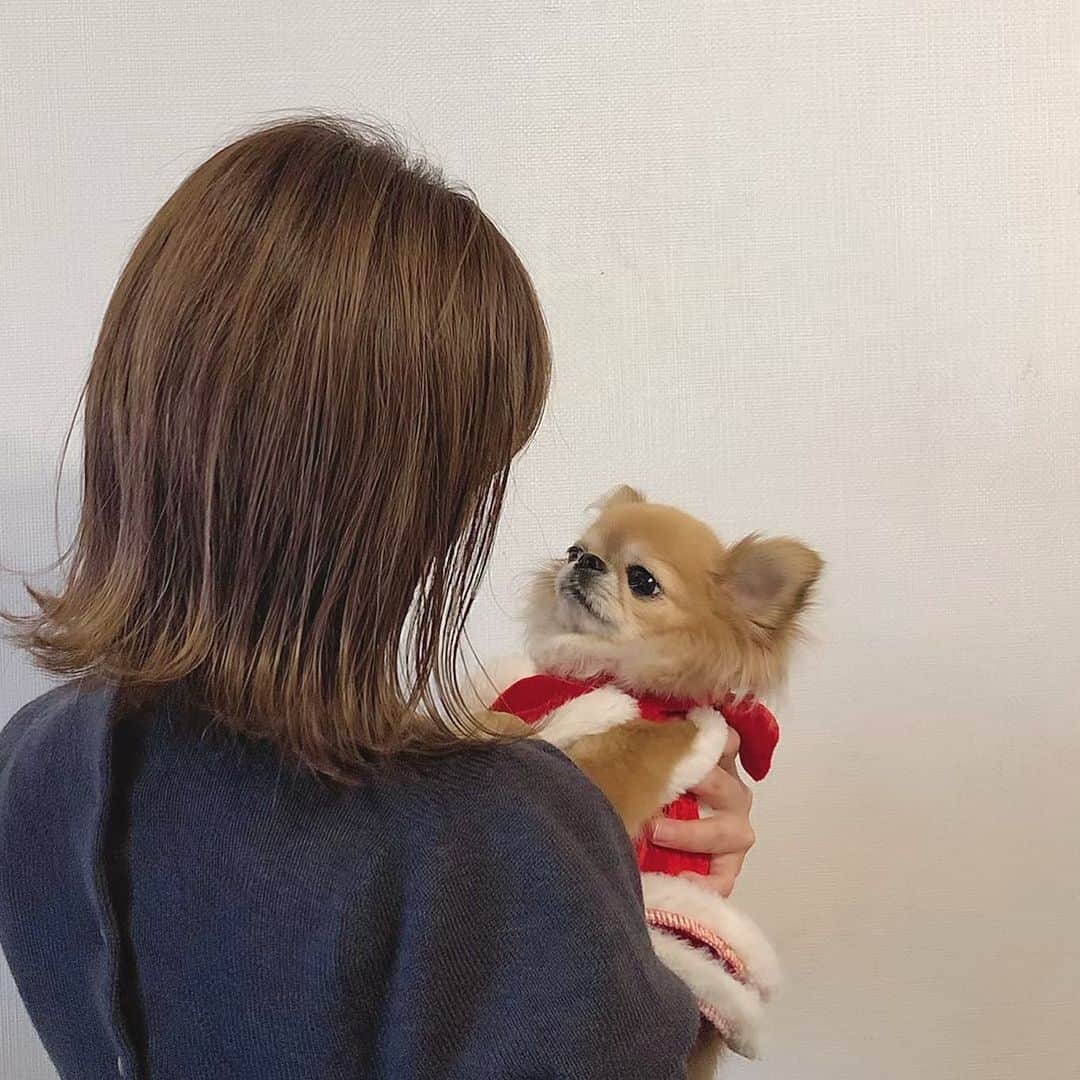 のインスタグラム：「* * Merry Christmas🎄 & Happy Birthday♥︎Belle🐶 * 今日はベル6歳のお誕生日🎂 * 生まれてきてくれて 出会ってくれて 家族になってくれて ありがとう♡ * これからもずっと元気に過ごせますように💫 * そしてベルのお母さん🐶ベルを産んでくれてありがとう♡ * ベルのお父さん、お母さん、兄弟たちにも会ってみたいな🐶❤️ * #チワワ #chihuahua #chihuahualove #ロングコートチワワ #ロンチー #チワワ部 #愛犬 #犬のいる暮らし #チワワのいる暮らし #愛犬の誕生日」