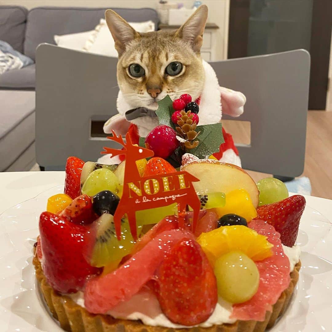 モルト♡Malt(Singapuracat)さんのインスタグラム写真 - (モルト♡Malt(Singapuracat)Instagram)「Merry Christmas🎄💫 これぼくも食べれるの❓🎂 * #クリスマスケーキ #アラカンパーニュ #タルト」12月24日 20時34分 - apy.malt