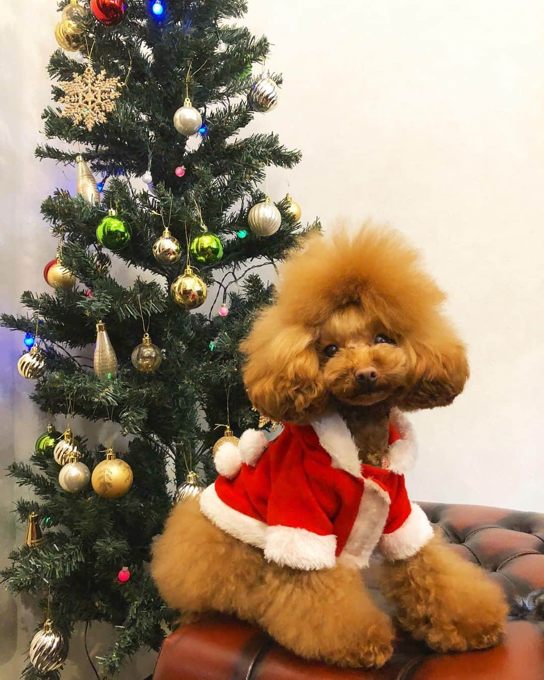 doghug (ドッグハグ) 豊洲本店のインスタグラム：「【霰ちゃんの成長日記！】生後634日  Merry Xmas🎉  今年のサンタ霰(さん)は、クリスマス出勤です😆  豊洲店でお待ちしております！  #BLISS#bliss#豊洲#勝どき#広尾#仔犬#子犬#プードル#ふわもこ部#ワンコなしでは生きていけません会#犬バカ部#もふもふ#トリマー#トリミングサロン#トリミング#グルーミング#成長記録#成長日記#トレーニング#クリニック#しつけ#トリマー募集中#ティーカッププードル #1歳#クリスマス」