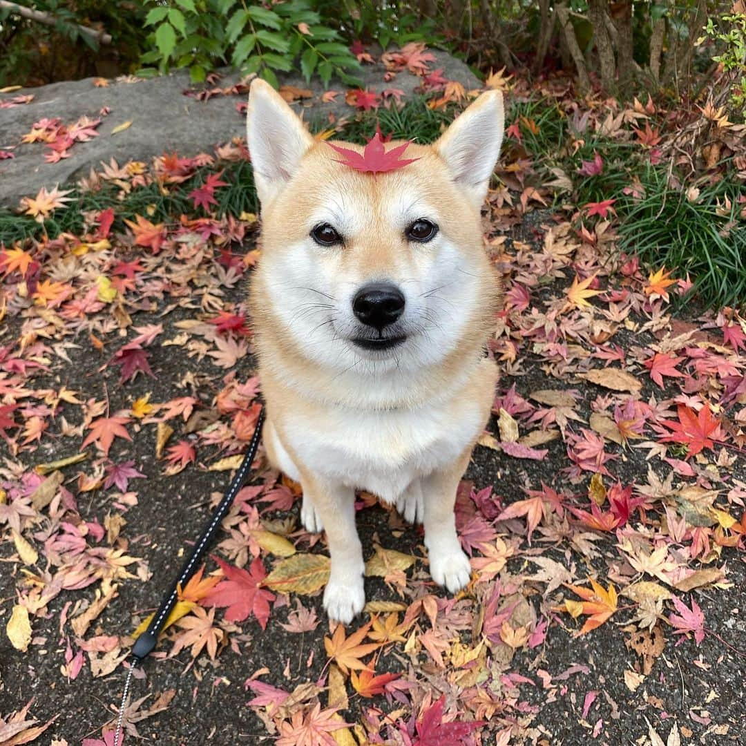 アブさんのインスタグラム写真 - (アブInstagram)「紅葉って一年で一時期しか見れないですよね。 人間の平均寿命は80年ほどなので、人生で紅葉を観れるのは数えるほど。  犬だとさらに…。  そう考えてから、一つ一つの行事や出来事を大事にしっかり体験させてあげたいなと思って日々行動しております。  #紅葉 #dog #シバチャ ＃犬 ＃柴犬」12月24日 20時37分 - abuuungram