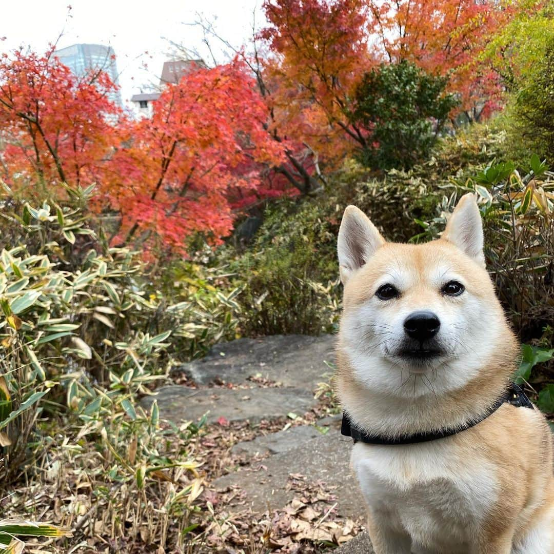 アブさんのインスタグラム写真 - (アブInstagram)「紅葉って一年で一時期しか見れないですよね。 人間の平均寿命は80年ほどなので、人生で紅葉を観れるのは数えるほど。  犬だとさらに…。  そう考えてから、一つ一つの行事や出来事を大事にしっかり体験させてあげたいなと思って日々行動しております。  #紅葉 #dog #シバチャ ＃犬 ＃柴犬」12月24日 20時37分 - abuuungram