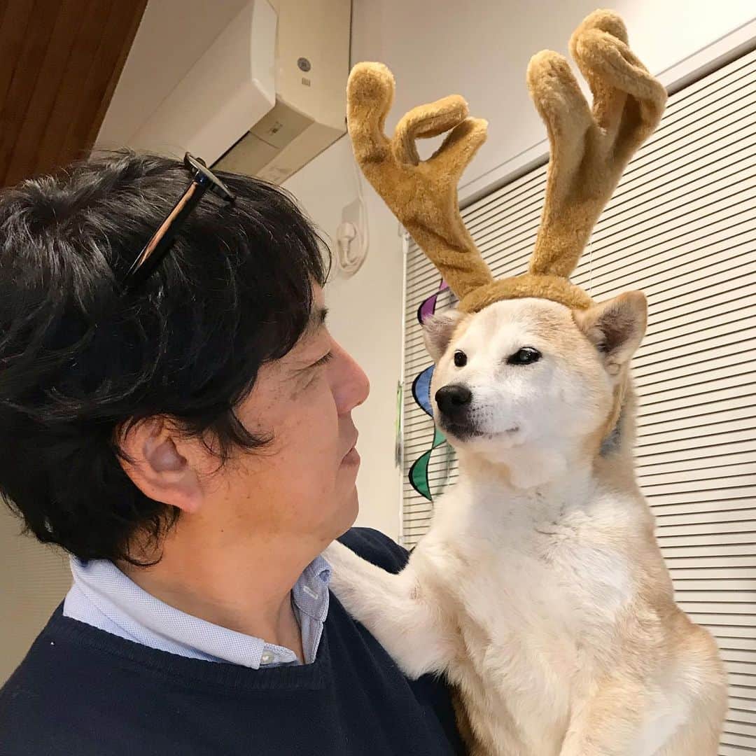 柴犬リリコのインスタグラム：「仕事したくないリリトナカイ🦌🎄 #舞茸じゃないワンよ #クリスマスイブ」