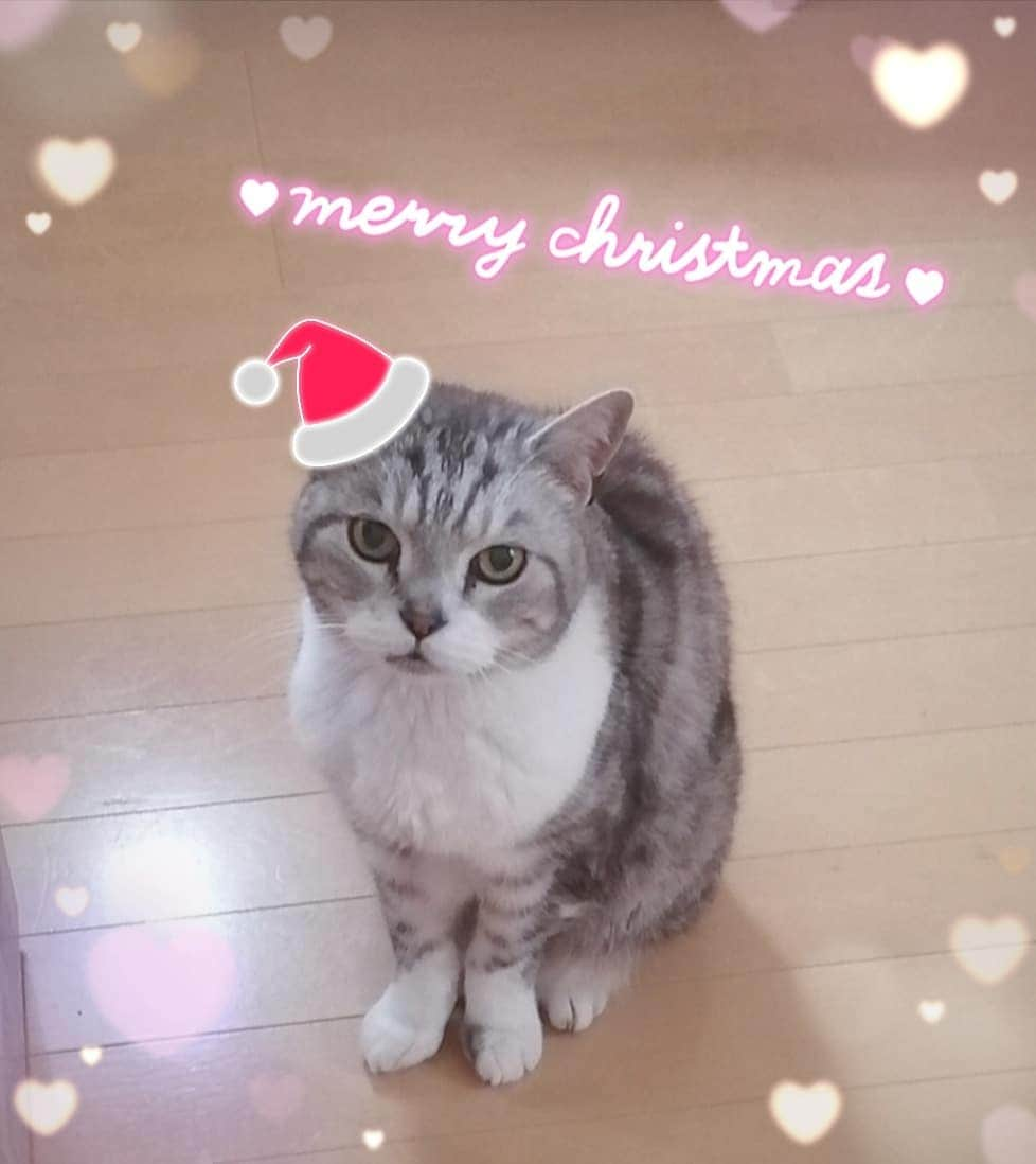 瀬戸マドカさんのインスタグラム写真 - (瀬戸マドカInstagram)「2020🎅Christmas eve.ミーちゃん15歳💛 · 🏠️家(北海道)から届いた🎅クリスマスケーキ💛🐈️ · 心あたたまる🎄·(親愛なる皆様) 離れていても一緒だよ🐈️ · · · #生きてるだけで愛 #生きてるだけで可愛い #クリスマスイブ #クリスニャス #クリスマスケーキ #むにゃ毛祭 #むにゃ毛 #シニア猫 #シニア猫15歳 #ねこすたぐらむ #猫写真 #ねこ部 #猫好きさんと繋がりたい #立ち耳スコ #ねこのいる暮らし #おニャン子クラブ #にゃんすたぐらむ #catstagram #christmas #cats #hokkaido #christmascake #catloversclub #catlover #catsofinstagram #catlife #catphoto #catphotography #miaow #miaou」12月24日 20時46分 - madokaseto