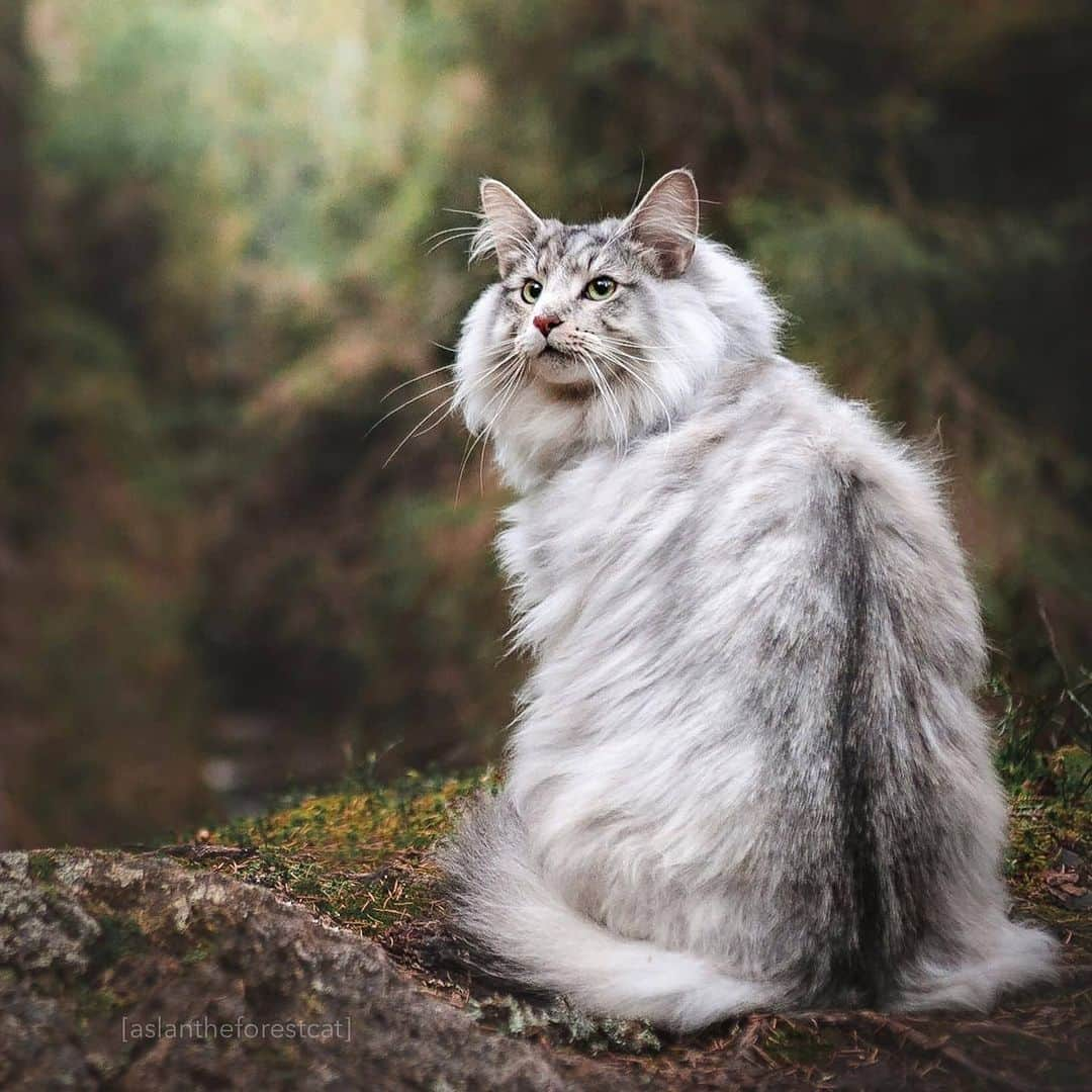 CatStockerさんのインスタグラム写真 - (CatStockerInstagram)「Hello! #catstocker is here!  Follow our FURRriend @aslantheforestcat  Swipe for more pictures 👉  . . . . . #cat #neko #mačka #chat #kočka #котка #kotek #kot #кіт #mače #кошка #кот #katze #gato #gatto #kissa #kattunge #猫 #고양이 #貓 #kedi #köttur #kissanpentu #חתול #кішка #kedicik #кошеня #gattino #子猫」12月24日 20時46分 - catstocker