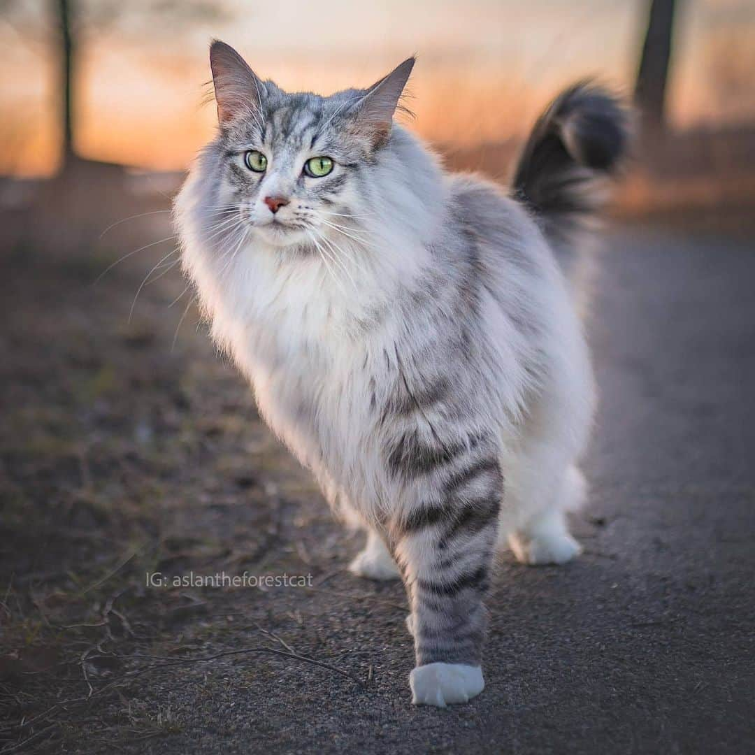 CatStockerさんのインスタグラム写真 - (CatStockerInstagram)「Hello! #catstocker is here!  Follow our FURRriend @aslantheforestcat  Swipe for more pictures 👉  . . . . . #cat #neko #mačka #chat #kočka #котка #kotek #kot #кіт #mače #кошка #кот #katze #gato #gatto #kissa #kattunge #猫 #고양이 #貓 #kedi #köttur #kissanpentu #חתול #кішка #kedicik #кошеня #gattino #子猫」12月24日 20時46分 - catstocker