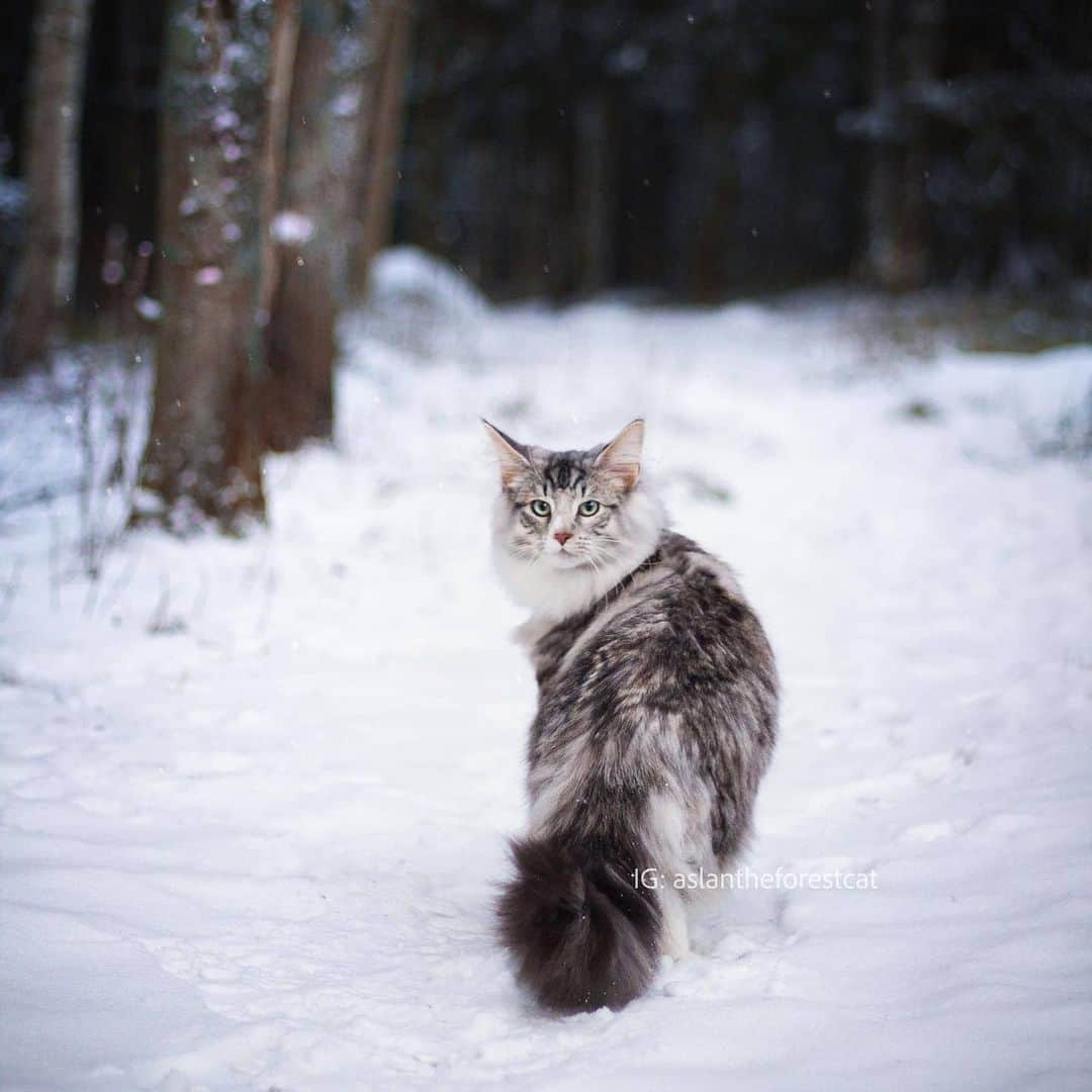 CatStockerさんのインスタグラム写真 - (CatStockerInstagram)「Hello! #catstocker is here!  Follow our FURRriend @aslantheforestcat  Swipe for more pictures 👉  . . . . . #cat #neko #mačka #chat #kočka #котка #kotek #kot #кіт #mače #кошка #кот #katze #gato #gatto #kissa #kattunge #猫 #고양이 #貓 #kedi #köttur #kissanpentu #חתול #кішка #kedicik #кошеня #gattino #子猫」12月24日 20時46分 - catstocker