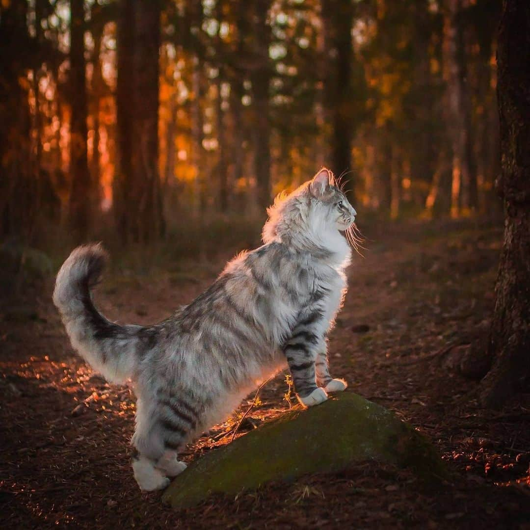 CatStockerさんのインスタグラム写真 - (CatStockerInstagram)「Hello! #catstocker is here!  Follow our FURRriend @aslantheforestcat  Swipe for more pictures 👉  . . . . . #cat #neko #mačka #chat #kočka #котка #kotek #kot #кіт #mače #кошка #кот #katze #gato #gatto #kissa #kattunge #猫 #고양이 #貓 #kedi #köttur #kissanpentu #חתול #кішка #kedicik #кошеня #gattino #子猫」12月24日 20時46分 - catstocker