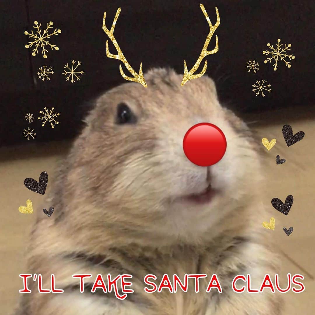 ikaoのインスタグラム：「くんた。Kunta. Merry Christmas ❤️💚 皆んなの処に ボクがサンタさん連れて行くよ〜✨ #prairiedog #プレーリードッグ #ふわもこ部」